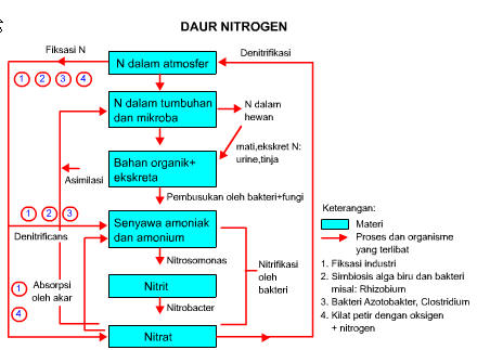 daur nitrogen