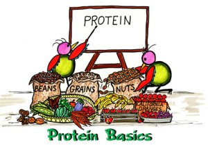 pengertian protein dan macamnya